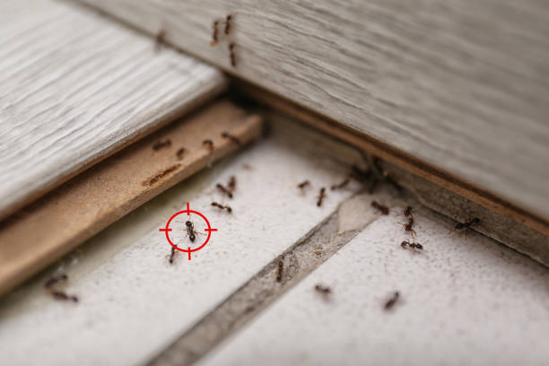 Best Bed Bug Extermination  in Shandon, CA
