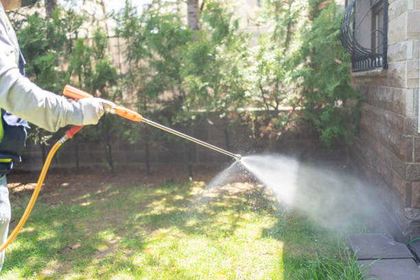 Wasp Removal Services in Shandon, CA