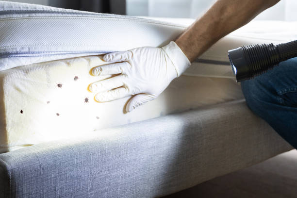 Best Affordable Pest Control Services  in Shandon, CA