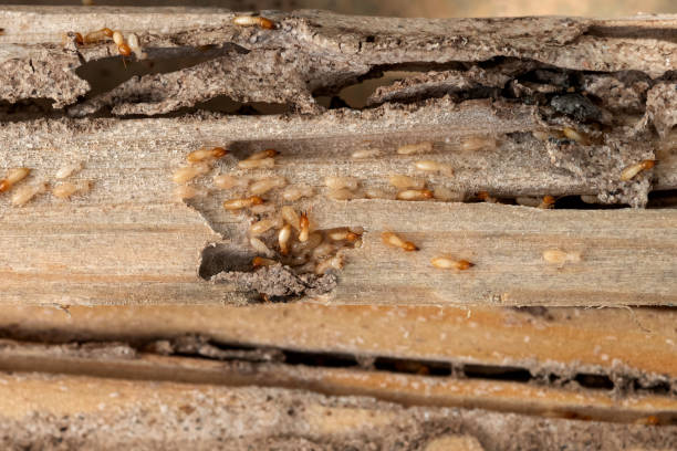 Best Best Pest Control Companies  in Shandon, CA