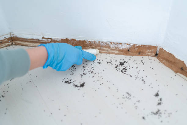 Best Termite Control Services  in Shandon, CA